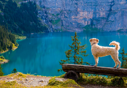 Si perde in montagna, il cane lo salva